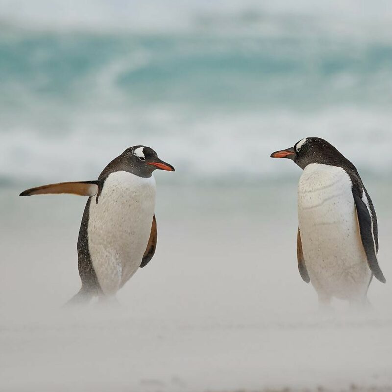 Bild mit zwei Pinguinen