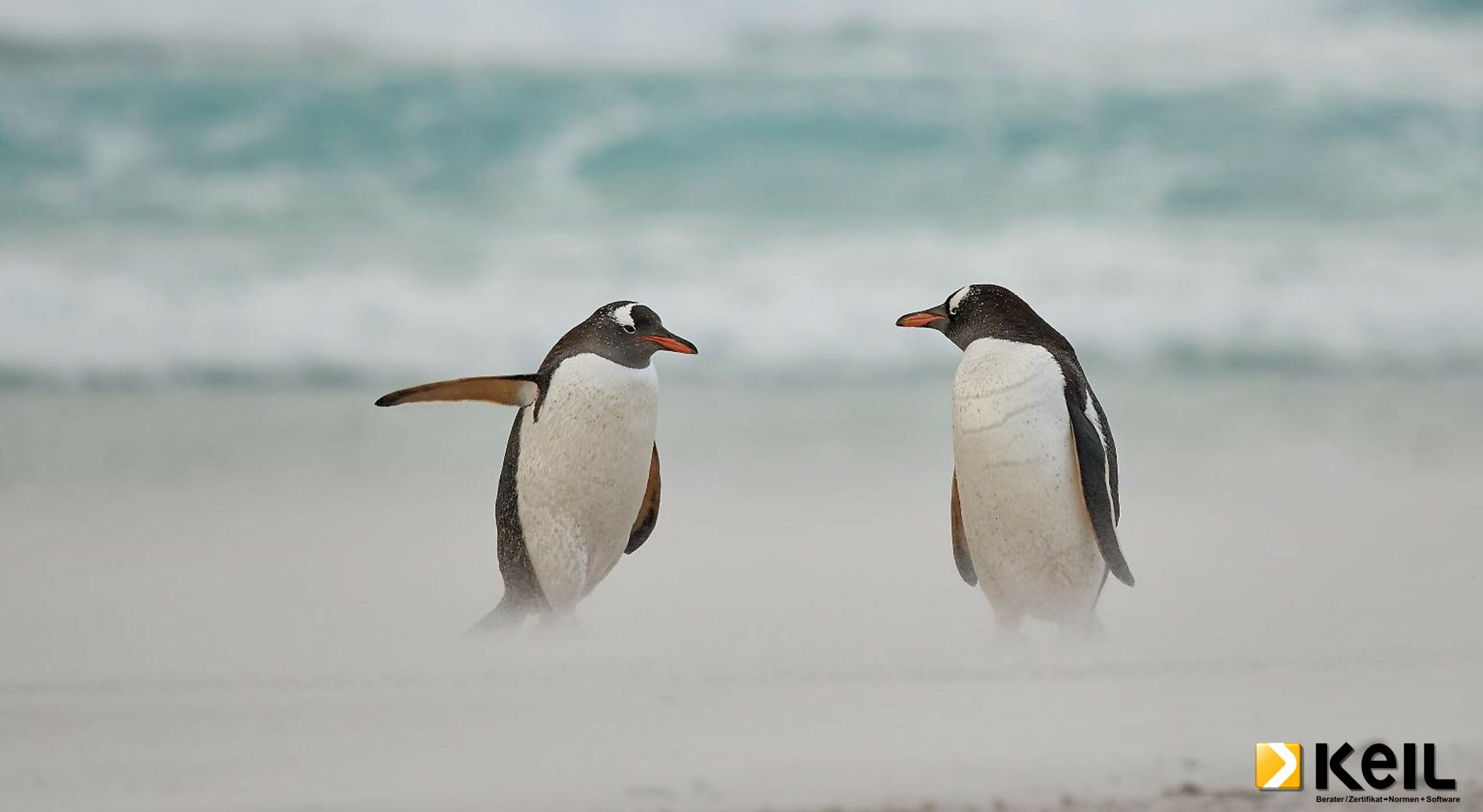Bild mit zwei Pinguinen