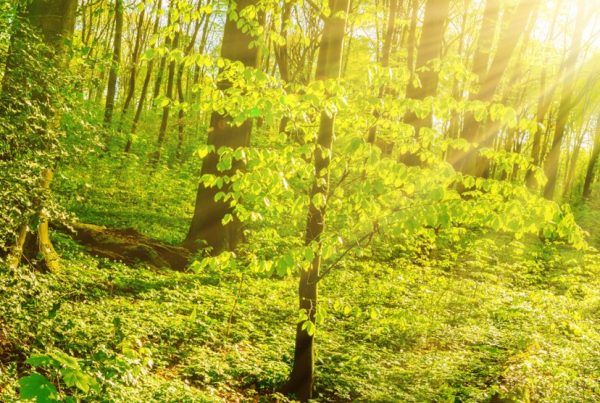 Ein Bild eines Waldes