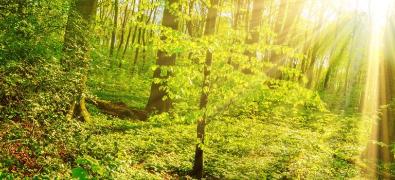 Ein Bild eines Waldes