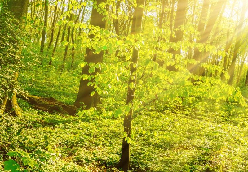 Ein Bild eines Waldes